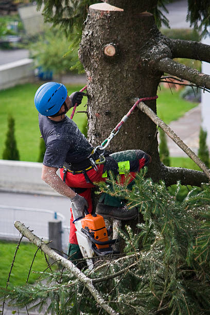 Best Tree Preservation Services  in Allen, TX