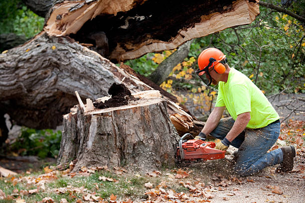 Best Emergency Tree Removal  in Allen, TX