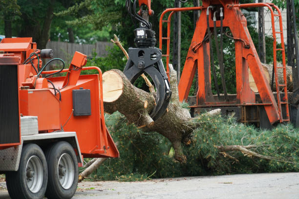 Best Firewood Processing and Delivery  in Allen, TX