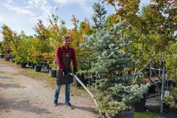 Best Hazardous Tree Removal  in Allen, TX