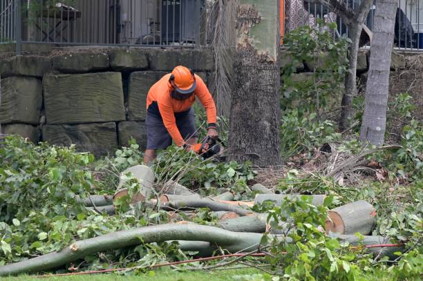  Allen, TX Tree Removal Pros