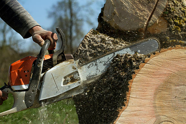 Best Tree Removal  in Allen, TX